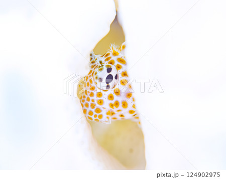 白化したサンゴとセダカギンポの幼魚。ヒリゾ浜中木南伊豆町伊豆半島静岡県2024 124902975