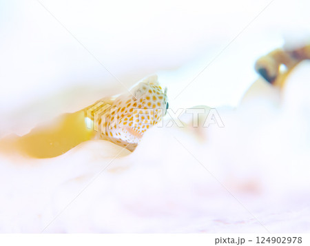 白化したサンゴとセダカギンポの幼魚。ヒリゾ浜中木南伊豆町伊豆半島静岡県2024 124902978