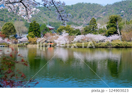 大覚寺　春の大沢池 124903023