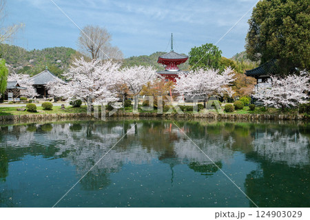 大覚寺 春の大沢池 大覚寺 春の大沢池 124903029