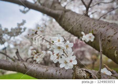 満開のさくらと春の草花 124903053