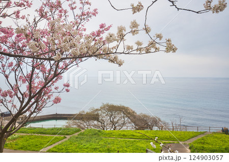 満開のさくらと春の草花 124903057