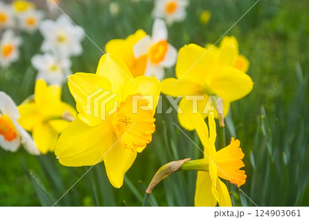 満開のさくらと春の草花 満開のさくらと春の草花 124903061