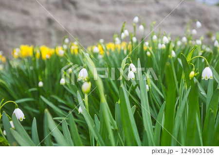 満開のさくらと春の草花 満開のさくらと春の草花 124903106
