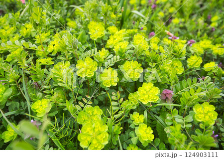 満開のさくらと春の草花 124903111