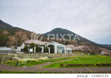 満開のさくらと春の草花 満開のさくらと春の草花 124903124
