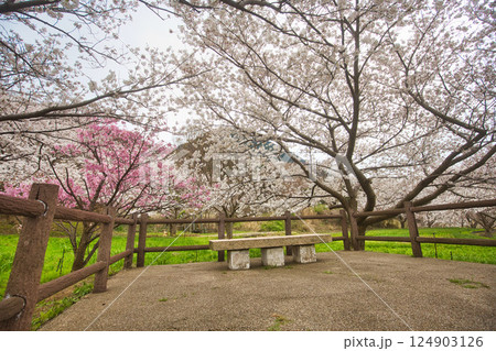 満開のさくらと春の草花 124903126