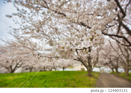 満開のさくらと春の草花 満開のさくらと春の草花 124903131