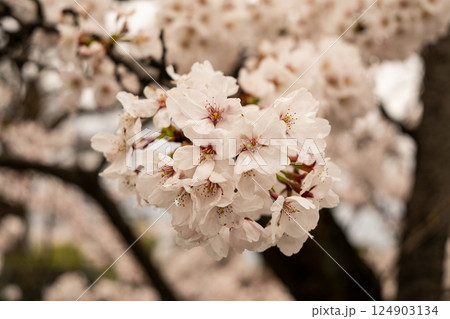 桜の花　春景色　松本城公園 124903134