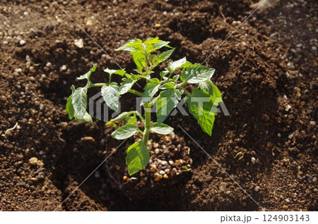 ミニトマトの苗の植えつけ 124903143