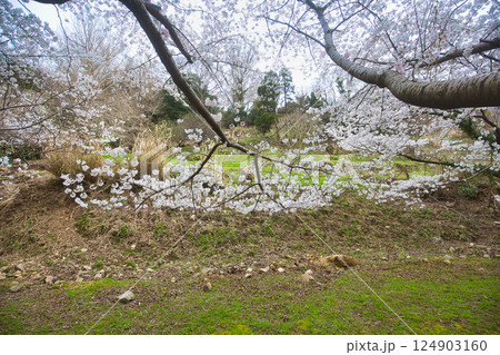 満開のさくらと春の草花 満開のさくらと春の草花 124903160