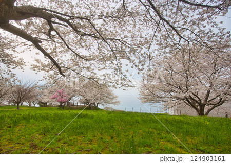 満開のさくらと春の草花 124903161