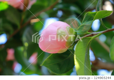 そっと息づくツバキの蕾 124903244