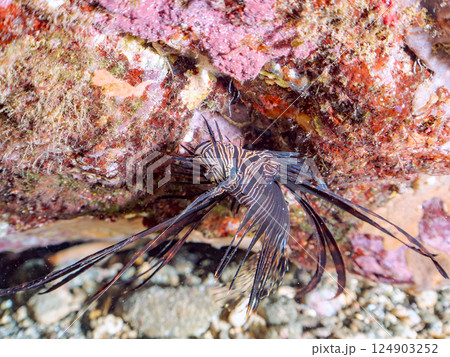 黒変種のハナミノカサゴの幼魚。ヒリゾ浜中木南伊豆町伊豆半島静岡県2024 124903252