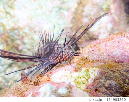黒変種のハナミノカサゴの幼魚。ヒリゾ浜中木南伊豆町伊豆半島静岡県2024 黒変種のハナミノカサゴの幼魚。ヒリゾ浜中木南伊豆町伊豆半島静岡県2024 124903260