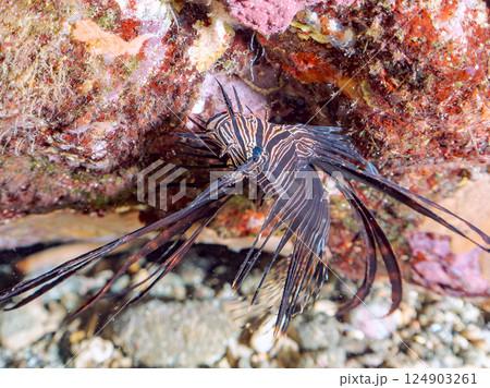 黒変種のハナミノカサゴの幼魚。ヒリゾ浜中木南伊豆町伊豆半島静岡県2024 黒変種のハナミノカサゴの幼魚。ヒリゾ浜中木南伊豆町伊豆半島静岡県2024 124903261