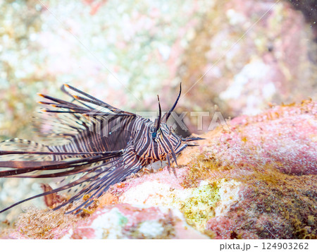 黒変種のハナミノカサゴの幼魚。ヒリゾ浜中木南伊豆町伊豆半島静岡県2024 124903262