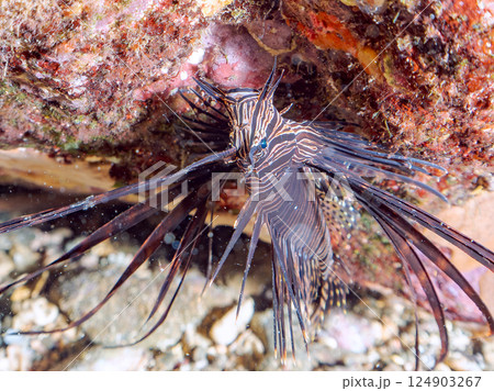 黒変種のハナミノカサゴの幼魚。ヒリゾ浜中木南伊豆町伊豆半島静岡県2024 124903267