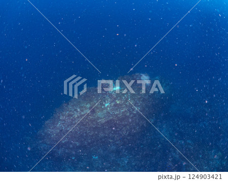 白化したイソギンチャク群生とクマノミの家族とミツボシクロスズメダイygの群れ他。南伊豆町中木ヒリゾ浜 124903421