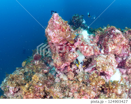 白化したイソギンチャク群生とクマノミの家族とミツボシクロスズメダイygの群れ他。南伊豆町中木ヒリゾ浜 124903427