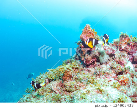 白化したイソギンチャク群生とクマノミの家族とミツボシクロスズメダイygの群れ他。南伊豆町中木ヒリゾ浜 124903435
