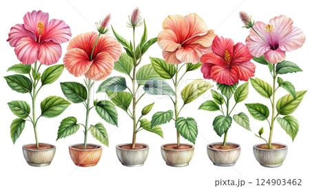The most beautiful flower is extinct Watercolor The most beautiful flower is extinct Watercolor 124903462