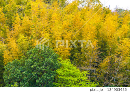 日本の横浜都市景観 黄色く染まる竹林。他の樹木は新緑で、緑色に＝4月10日 124903486