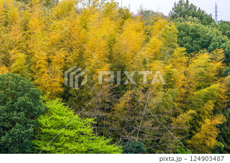 日本の横浜都市景観 黄色く染まる竹林。他の樹木は新緑で、緑色に＝4月10日 124903487