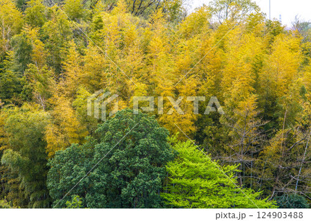 日本の横浜都市景観 黄色く染まる竹林。他の樹木は新緑で、緑色に＝4月10日 124903488