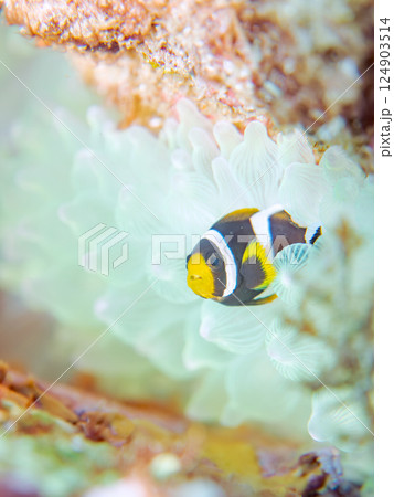 白化したイソギンチャク群生とクマノミ幼魚。ヒリゾ浜中木南伊豆町伊豆半島静岡県2024 白化したイソギンチャク群生とクマノミ幼魚。ヒリゾ浜中木南伊豆町伊豆半島静岡県2024 124903514