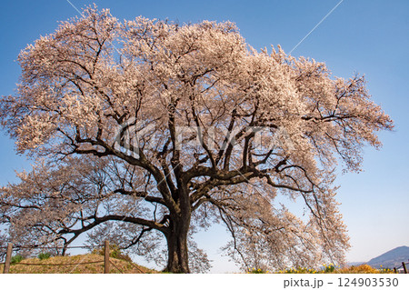 青空の下、満開を迎えた山梨県韮崎市のわに塚の桜 青空の下、満開を迎えた山梨県韮崎市のわに塚の桜 124903530