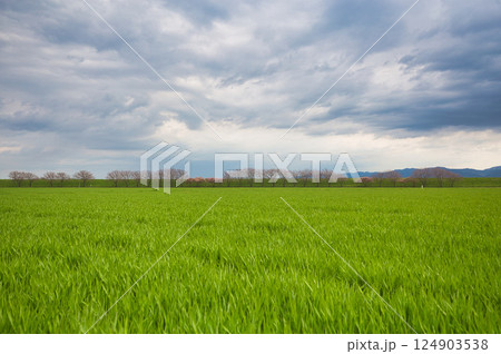 春色の宮ノ下コスモス公苑 124903538