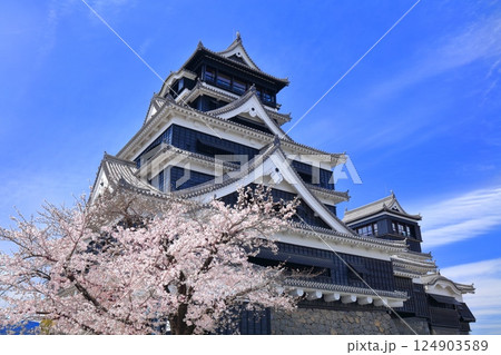 【熊本県】満開の桜と熊本城の大天守 124903589