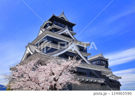 【熊本県】満開の桜と熊本城の大天守 124903590