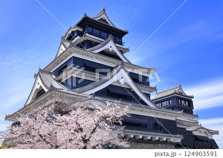 【熊本県】満開の桜と熊本城の大天守 124903591