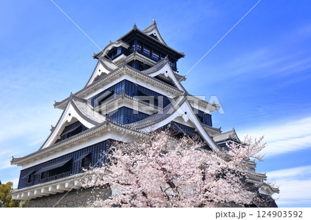 【熊本県】満開の桜と熊本城の大天守 【熊本県】満開の桜と熊本城の大天守 124903592