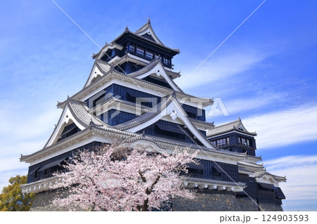 【熊本県】満開の桜と熊本城の大天守 124903593