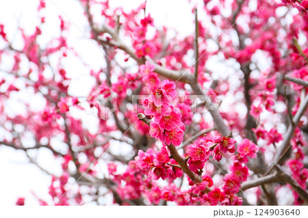 紅梅 紅梅 124903640