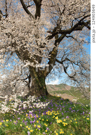 青空の下、満開を迎えた山梨県韮崎市のわに塚の桜 青空の下、満開を迎えた山梨県韮崎市のわに塚の桜 124903649