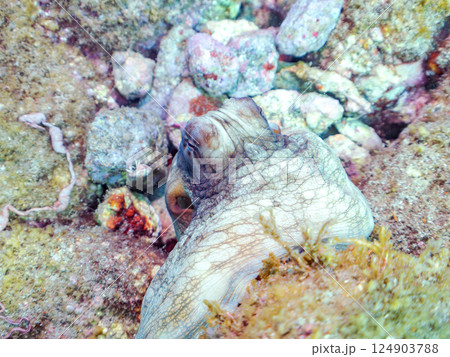 擬態する大きなワモンダコ。ヒリゾ浜中木南伊豆町伊豆半島静岡県2024 124903788