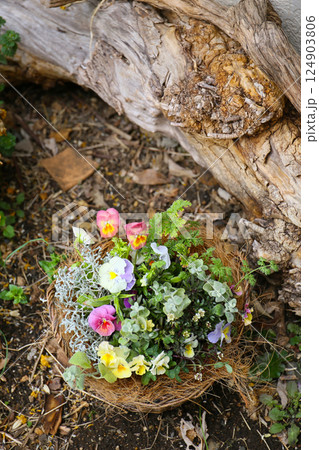 春の花の可愛い寄せ植え 春の花の可愛い寄せ植え 124903806