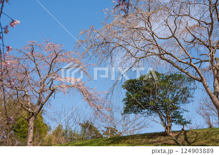 まつもと滝桜　中井町の桜スポット 124903889