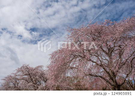 まつもと滝桜 中井町の桜スポット まつもと滝桜 中井町の桜スポット 124903891