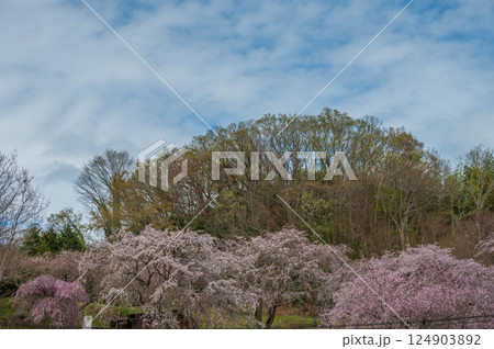 まつもと滝桜　中井町の桜スポット 124903892