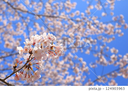 満開の桜のある公園 満開の桜のある公園 124903963
