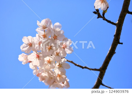 満開の桜のある公園 124903976