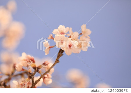 満開の桜のある公園 満開の桜のある公園 124903978