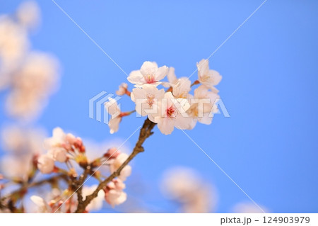 満開の桜のある公園 124903979