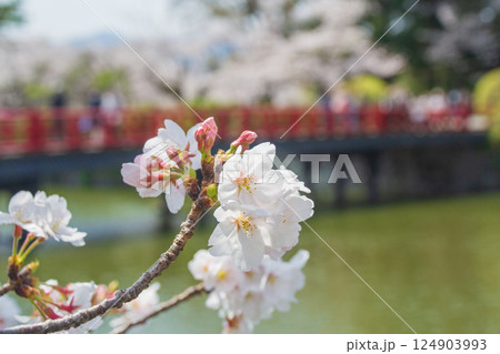小田原城址公園の桜の花 小田原城址公園の桜の花 124903993
