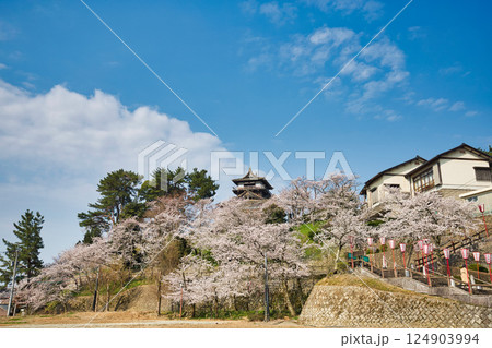 桜に包まれた春の丸岡城 124903994